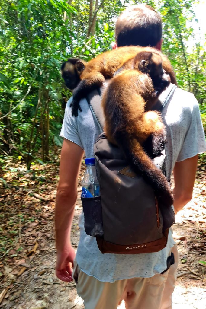 Amazon and Monkeys