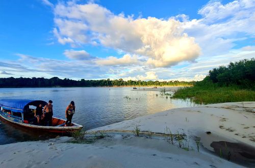 Evenings in the Amazon Jungle