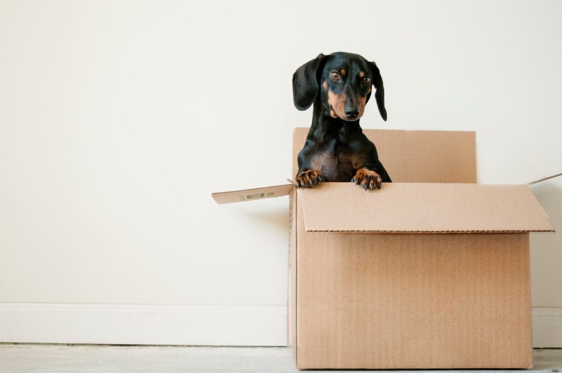 Moving to another country: a box With a dog inside