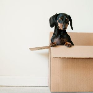 Moving to another country: a box With a dog inside