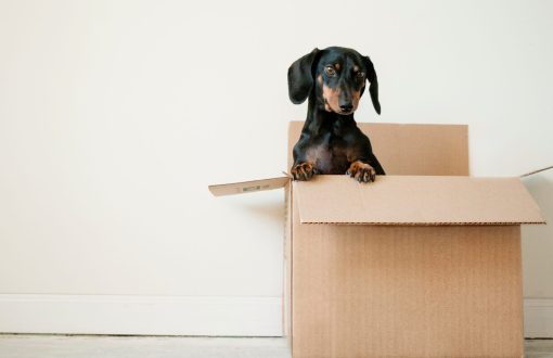 Moving to another country: a box With a dog inside