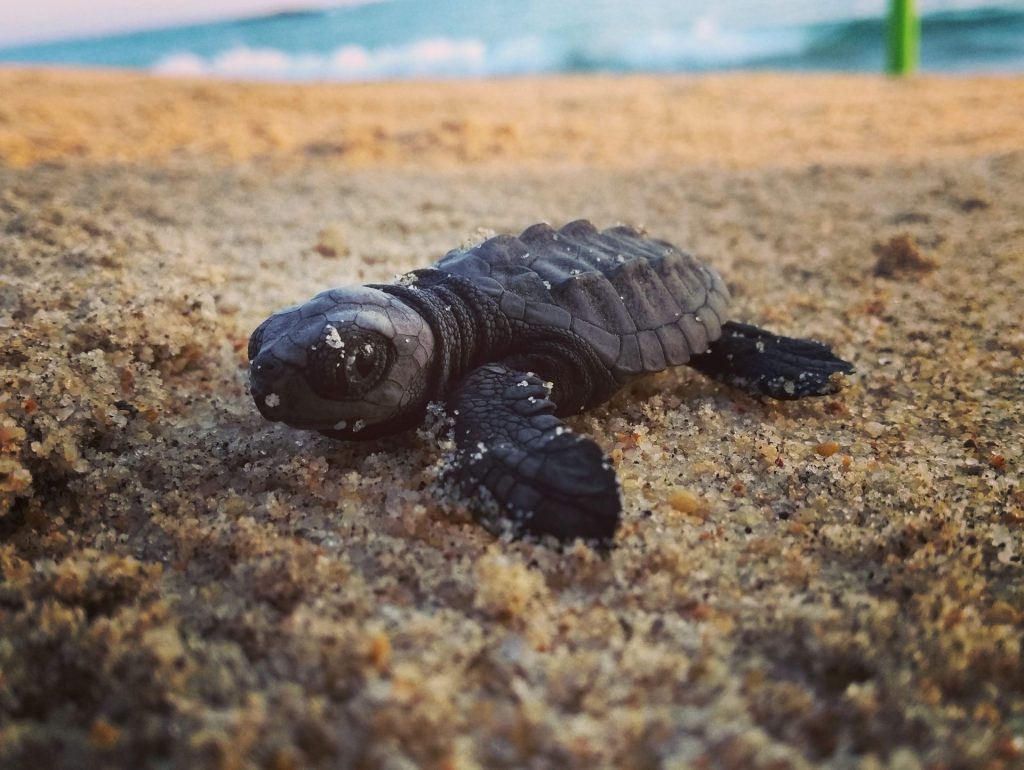 Turtle release in Puerto Escondido, Mexico