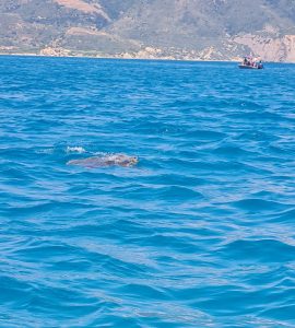 Turtles in Zante, Greece